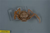 藏品(日本平家蟹)的圖片